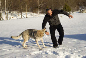 Experienced Monmouth County Dog Bite Attorneys Experienced Monmouth County Dog Bite Attorneys