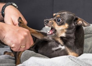 Dog Bite Injury Lawyers Hazlet NJ - Rudnick, Addonizio, Pappa & Casazza PC