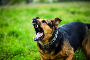 When Should You Sue Over Dog Bite Injuries?