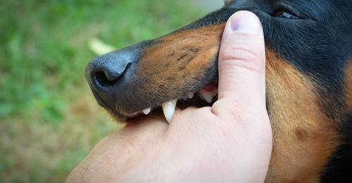 Types of Dog Bite Injuries 