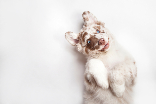 Who Gets Custody of the Family Pet During Divorce?