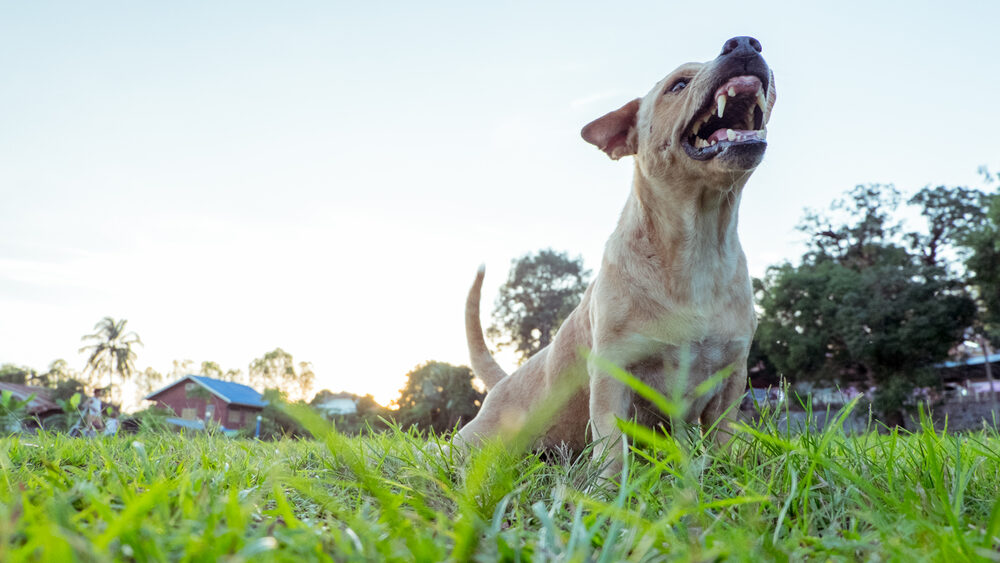 What to Do If You’ve Been Bitten by a Dog in New Jersey